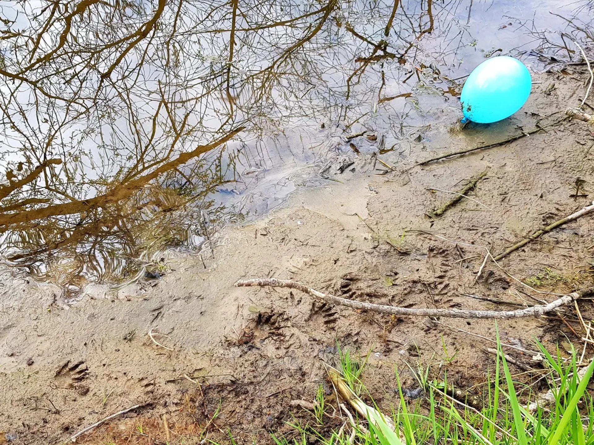 Ein blauer Luftballon liegt am sandigen Ufer eines Gewässers mit Tierpfotenabdrücken im Sand und Ästen, die sich im Wasser spiegeln.
