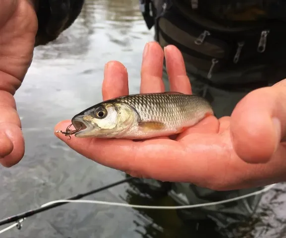 Eine Person hält einen kleinen gefangenen Fisch mit Angelhaken im Maul über dem Wasser in der Hand.