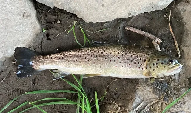 Eine Forelle liegt auf feuchtem Boden neben Steinen und Gras.