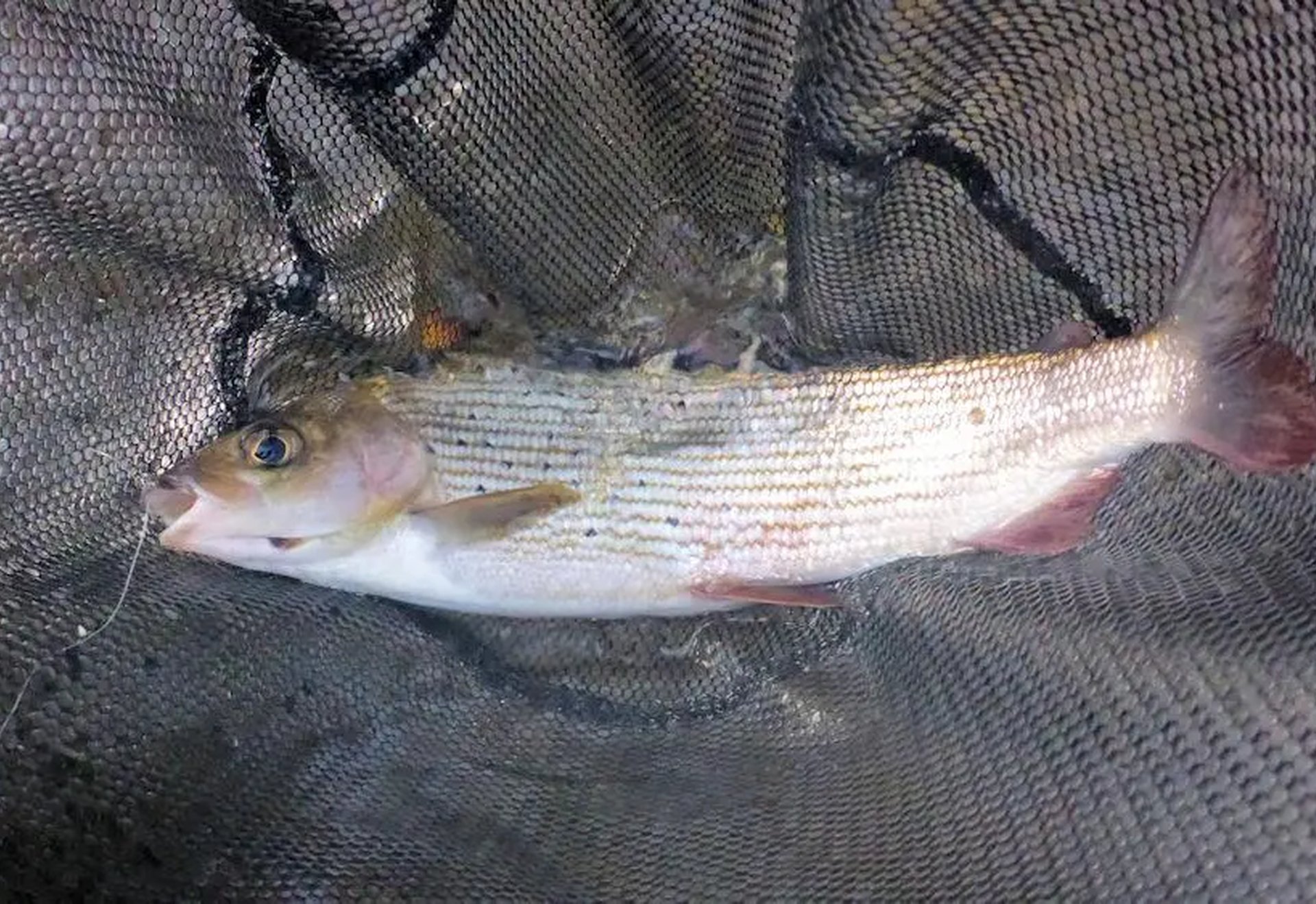 Ein Fisch liegt in einem Fangnetz.