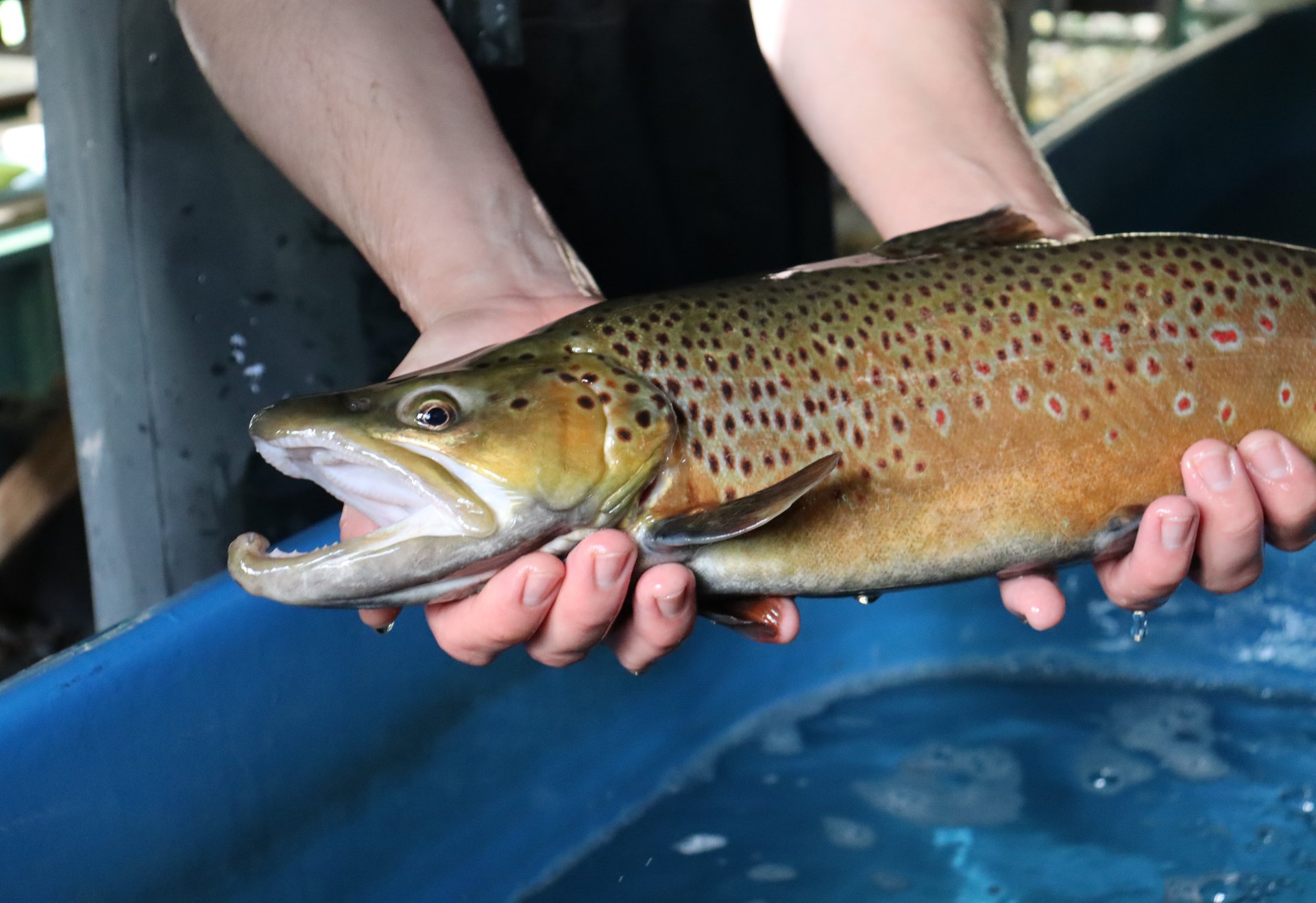 Eine stattliche Bachforelle mit markantem Laichhaken wird über einem blauen Wasserbecken mit beiden Händen gehalten – die Färbung zeigt intensives Orange und viele rote Punkte.