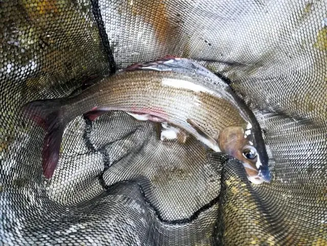 Ein Fisch liegt in einem Kescher.