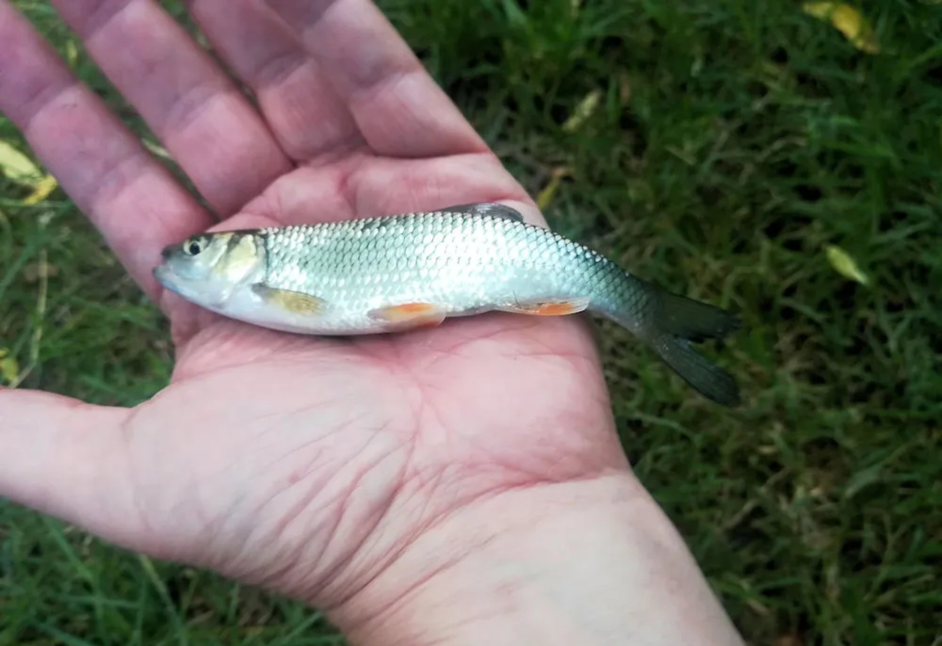 Eine kleine silberne Fisch liegt auf einer geöffneten Hand, im Hintergrund ist Gras zu sehen.