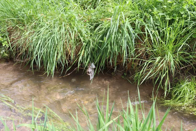 Eine Uferböschung mit dichtem Gras an einem Bach, aus der Grasnarbe hängt ein toter Fisch herab.