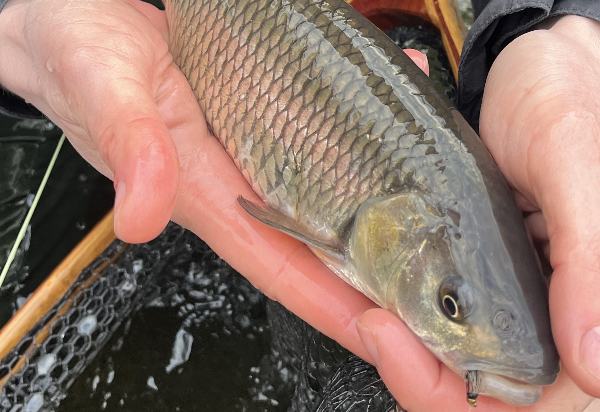 Eine Döbel wird vorsichtig mit nassen Händen über dem Kescher gehalten – gut zu erkennen sind ihre markanten Schuppen und die Fliege im Maul.