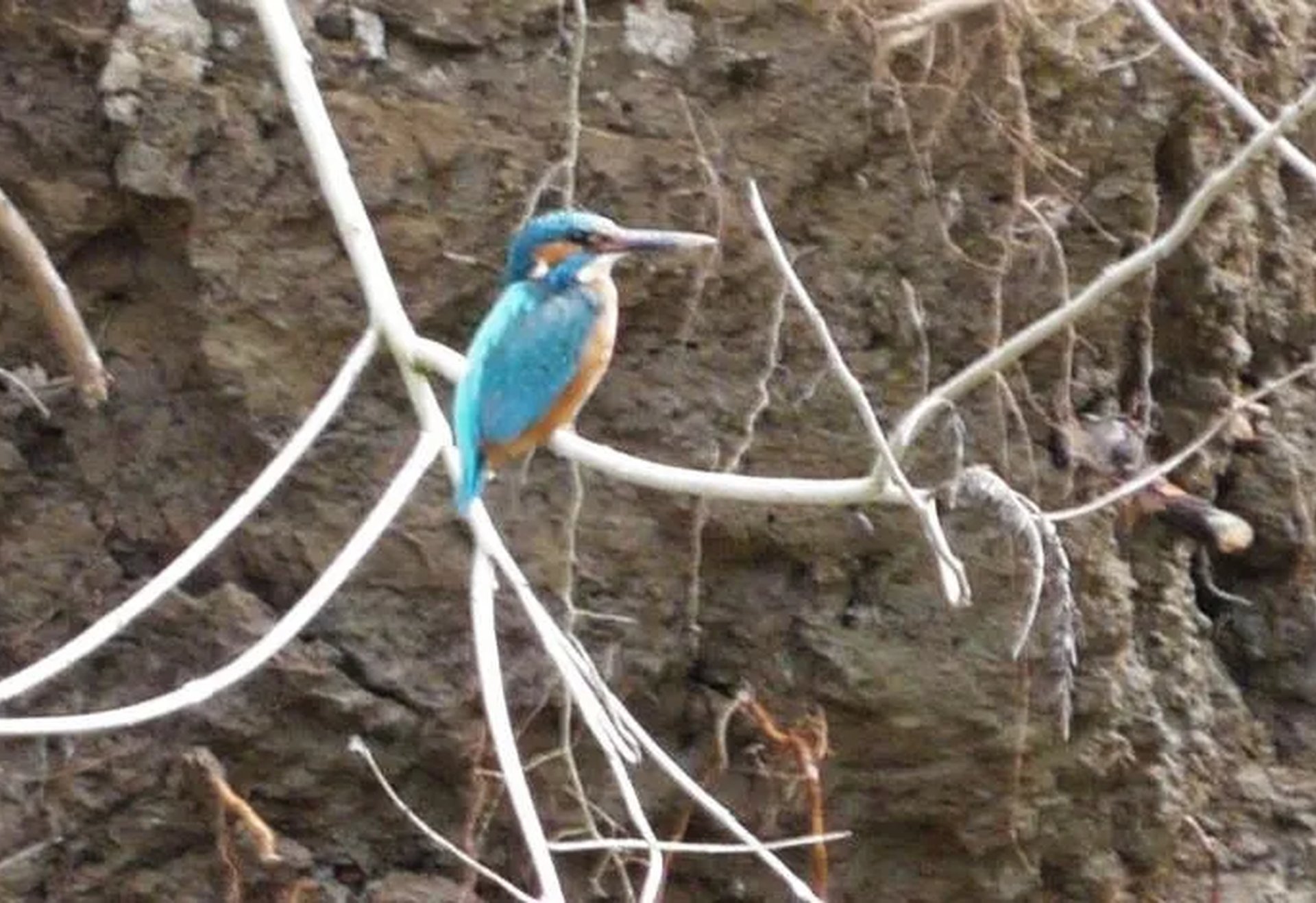 Ein Eisvogel sitzt auf einem dünnen, hellen Ast vor einer steilen, erdigen Wand.