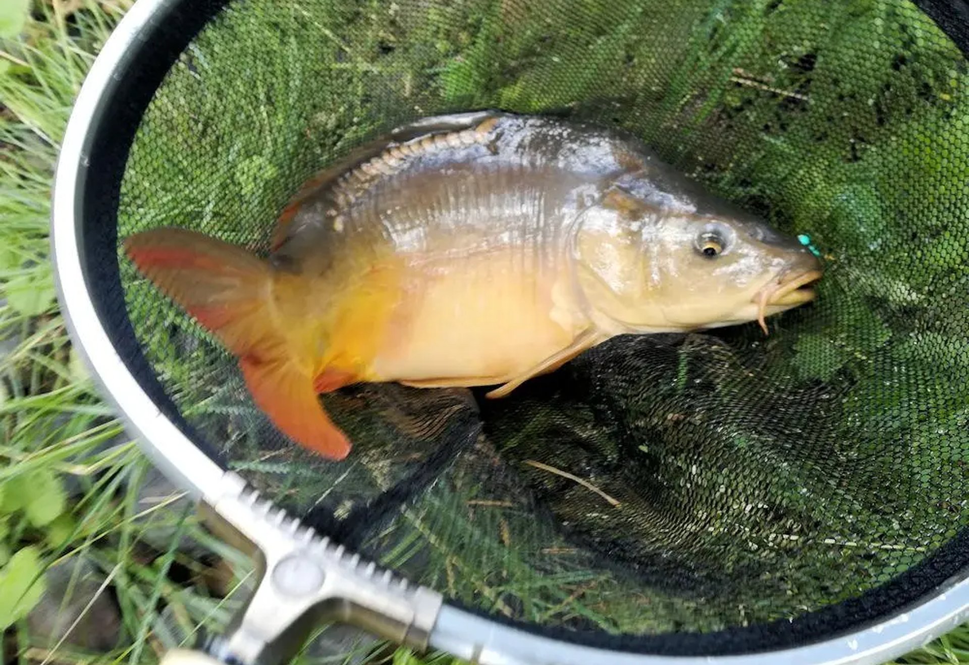 Ein frisch gefangener Fisch liegt in einem Kescher auf grünem Gras.