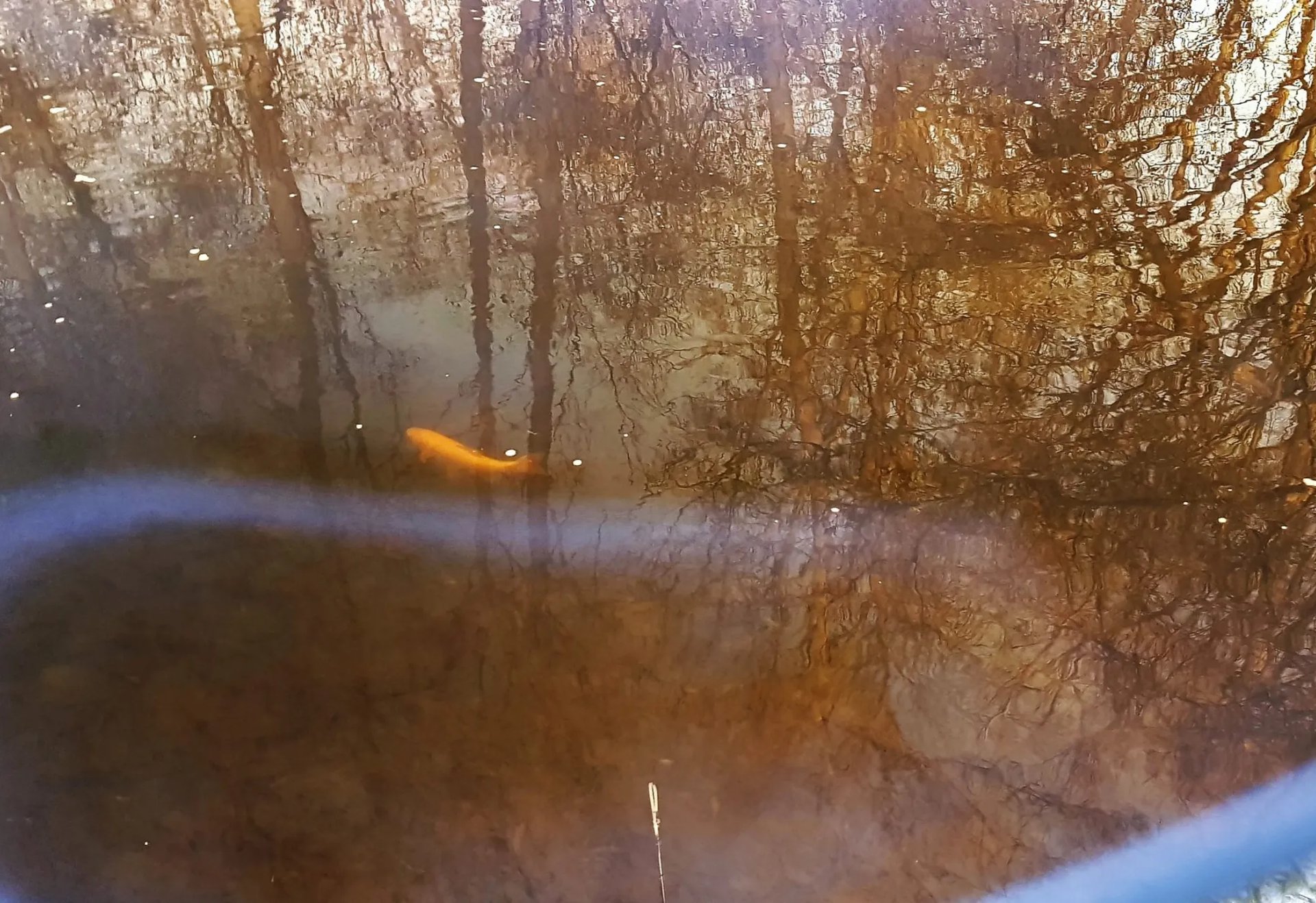 Ein orangefarbener Fisch schwimmt in einem braunen Teich, in dem sich Bäume spiegeln.