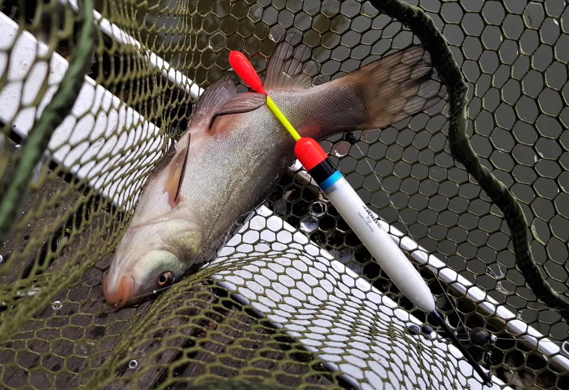 Ein gefangener Fisch liegt zusammen mit einer Pose in einem Kescher über dem Wasser.