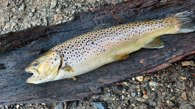 Eine gefangene Forelle liegt auf einem nassen Holzstück am Ufer mit Kies und Sand.