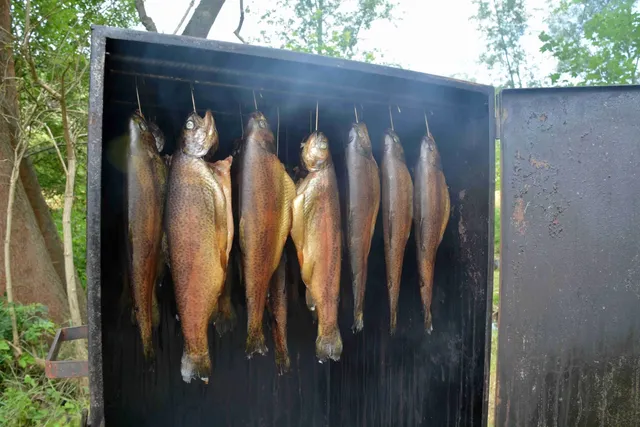 Mehrere Fische hängen zum Räuchern in einem offenen Räucherofen im Freien.