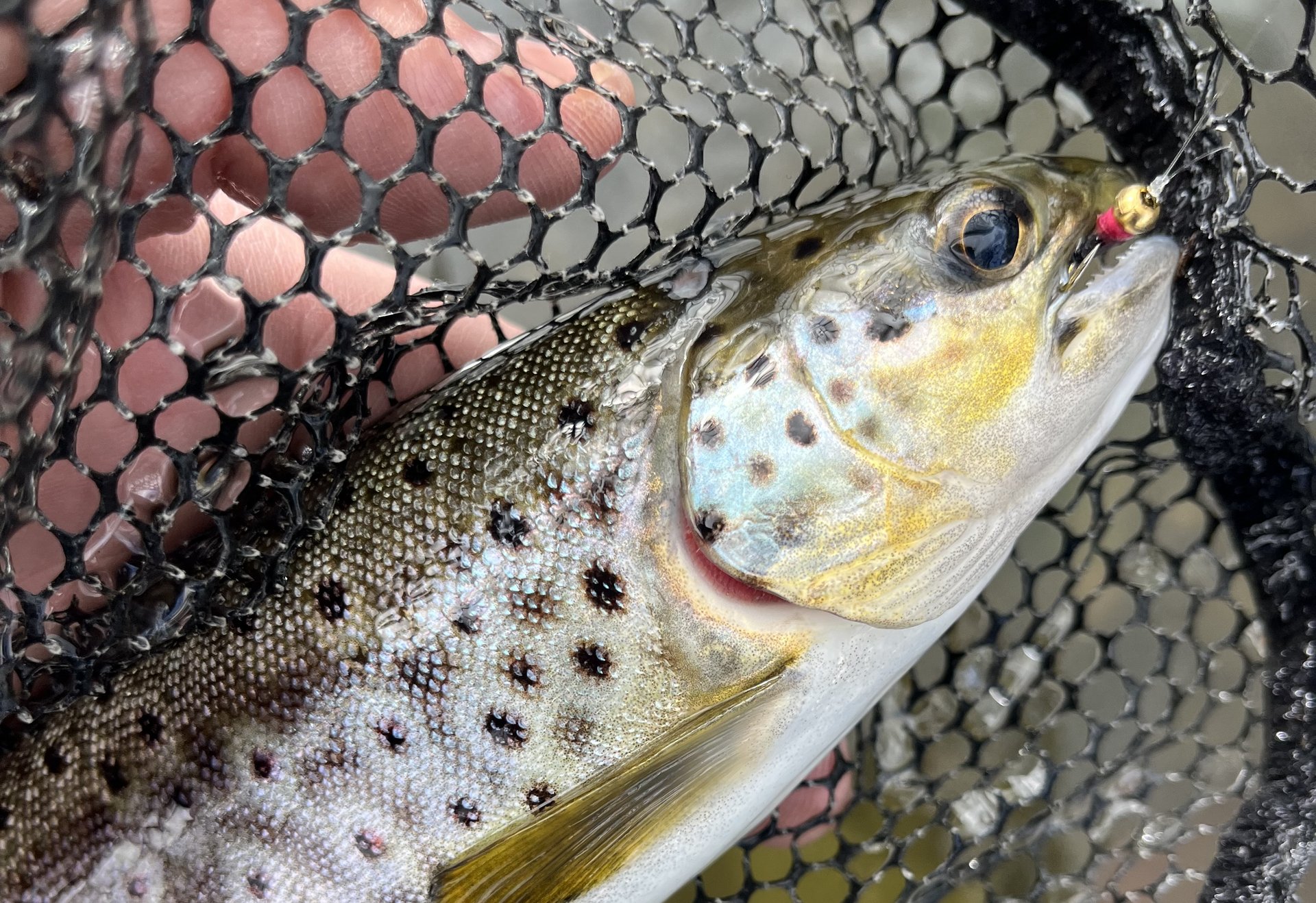 Eine kleine Bachforelle mit bunter Fliege im Maul liegt im Kescher – gut zu sehen sind die roten Punkte und die goldenen Farbtöne am Kopf.