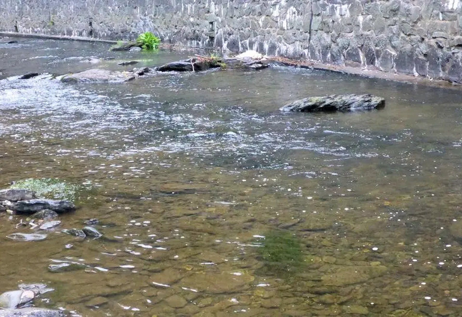 Flacher Bach mit klarem Wasser, Steinen und einer Steinmauer am Ufer.