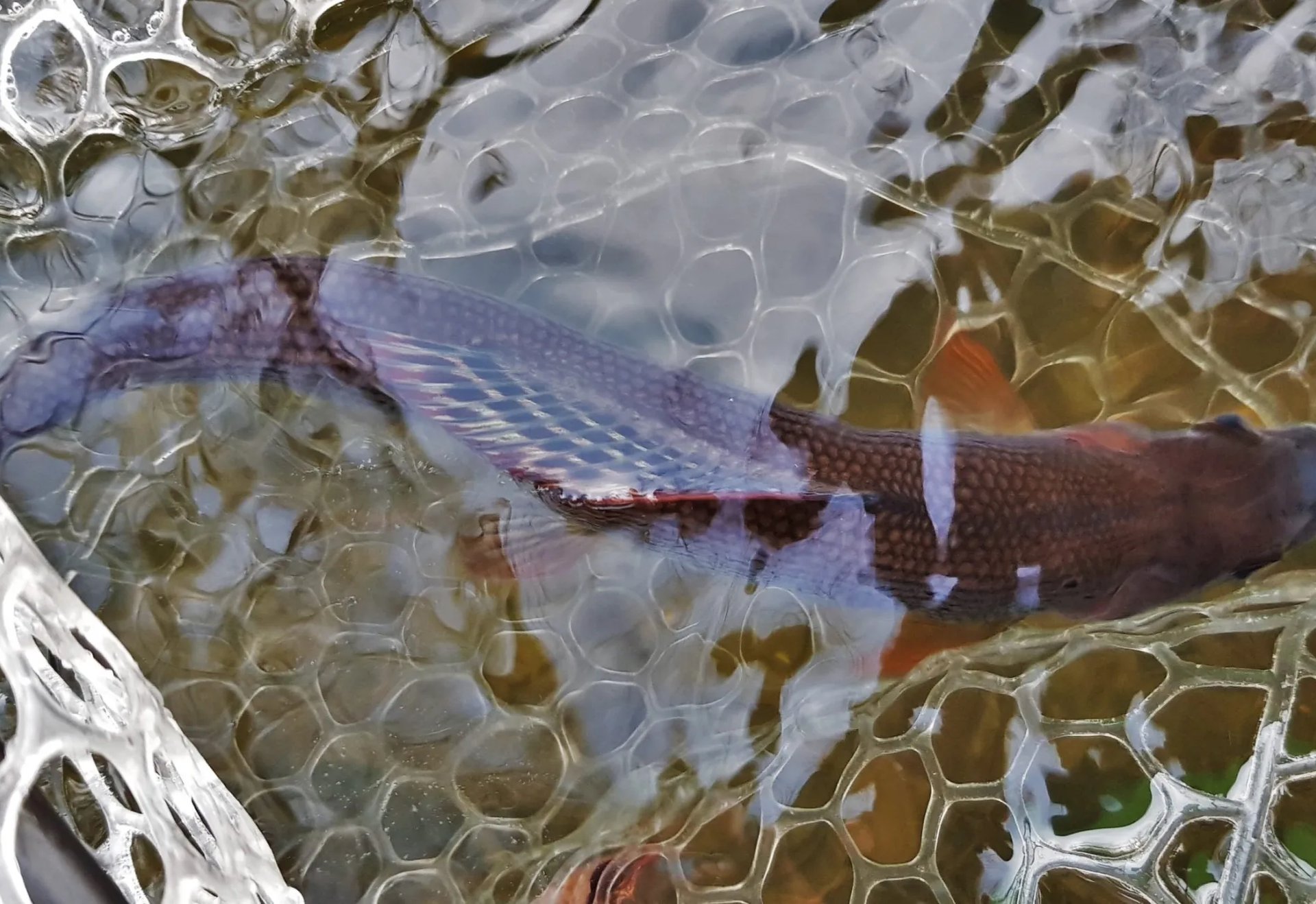Ein Fisch liegt im Wasser neben einem Kescher.