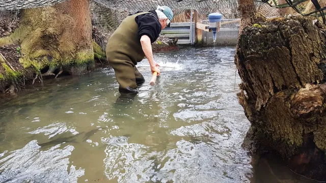 Eine Person steht in Watthosen in einem flachen Bach und arbeitet mit einem Werkzeug im Wasser.