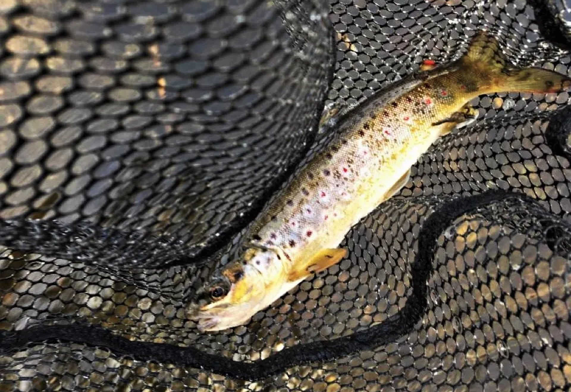 Eine Forelle liegt in einem schwarzen Fischernetz.