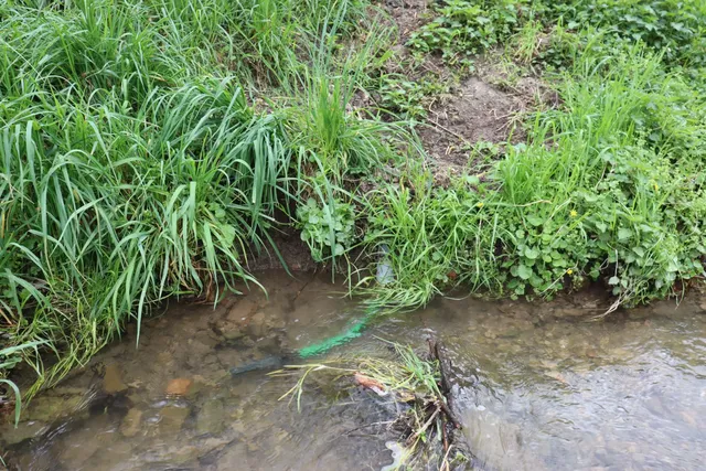 Ein Bach mit klarem Wasser, umgeben von dichtem grünen Gras, und ein Stück grünes Plastikmüll im Wasser.