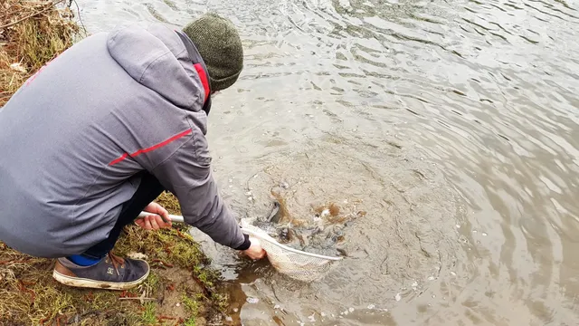 Ein Mann kniet am Ufer eines Flusses und hält einen Fisch mit einem Kescher ins Wasser.