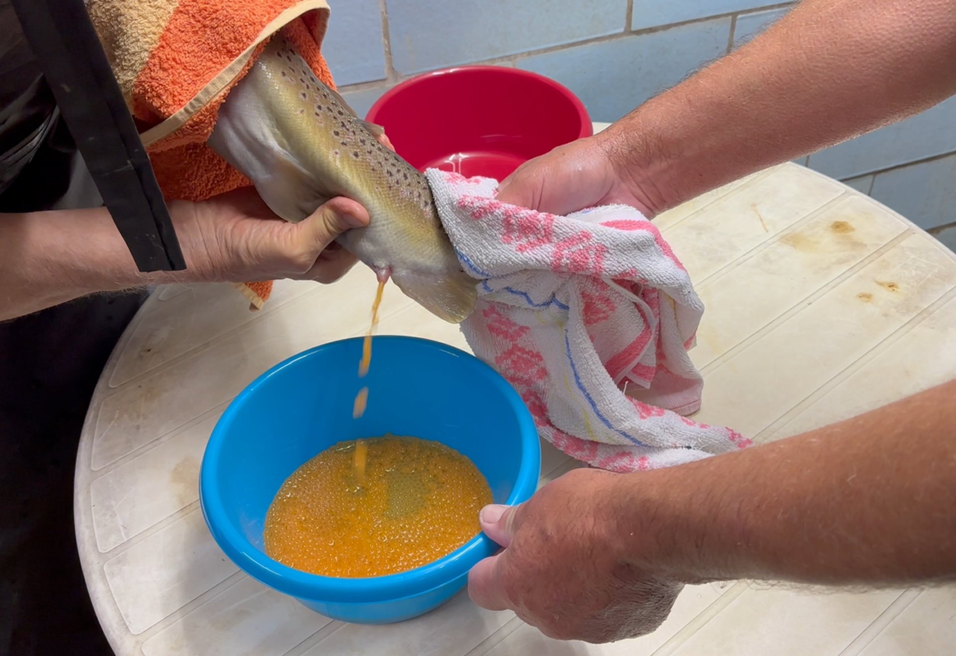 Ein Fisch wird ausgenommen, während orangene Eier (Fischrogen) in eine blaue Schüssel tropfen.