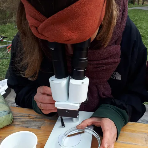 Eine Person betrachtet mit einem Mikroskop ein kleines Objekt in einer Petrischale auf einem Holztisch.