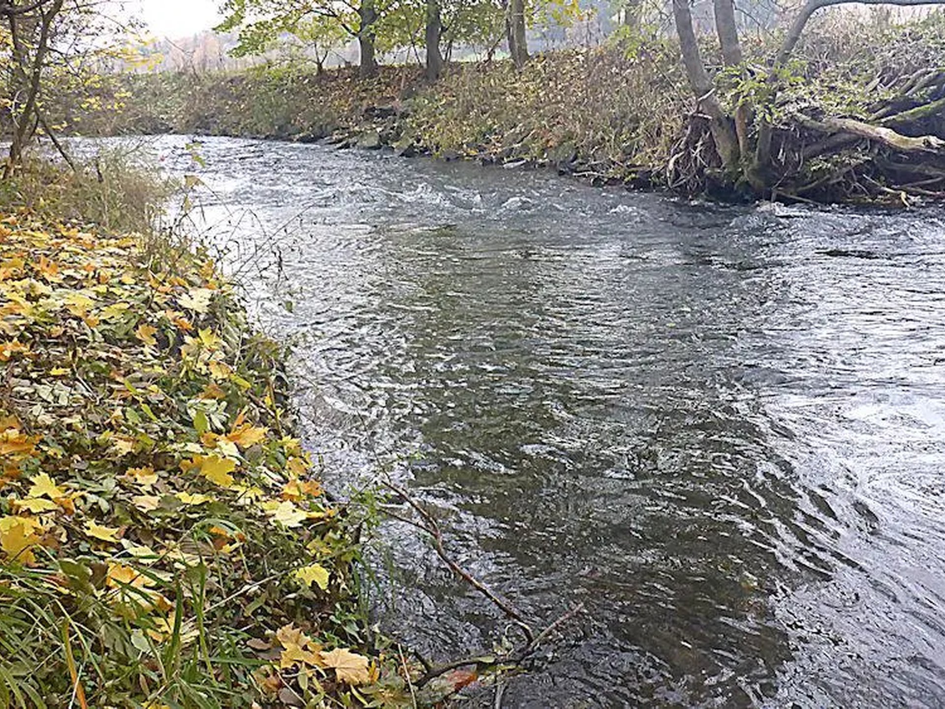 Bach mit herbstlich bedecktem Ufer und Bäumen im Hintergrund.