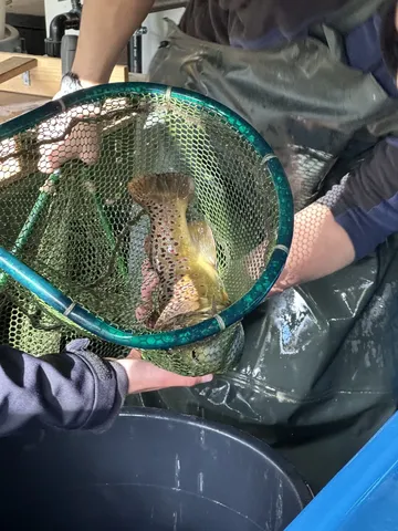 Eine Forelle wird mit einem Kescher von zwei Personen gehalten.