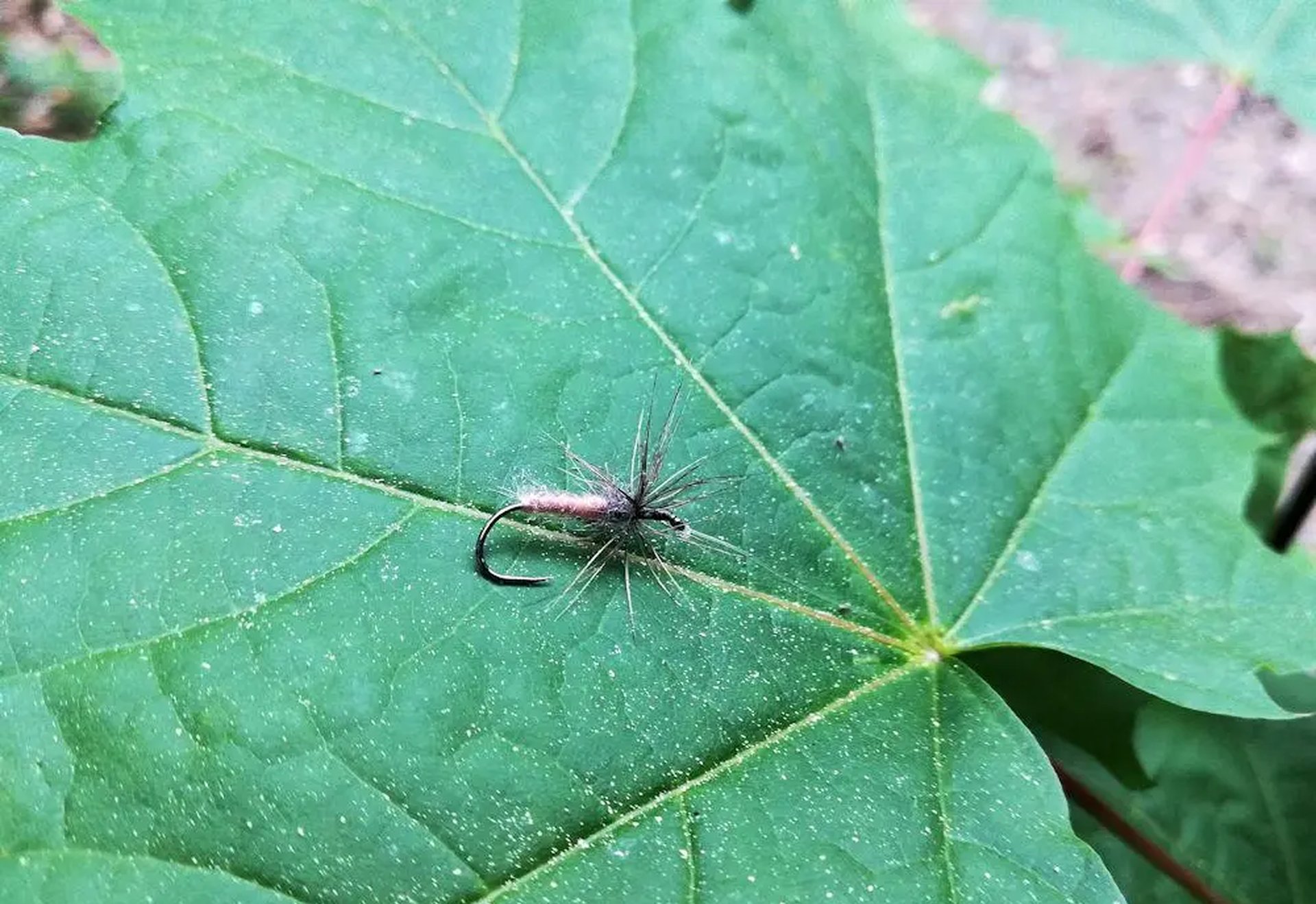 Eine künstliche Fliegenköder-Angel befindet sich auf einem grünen Blatt.