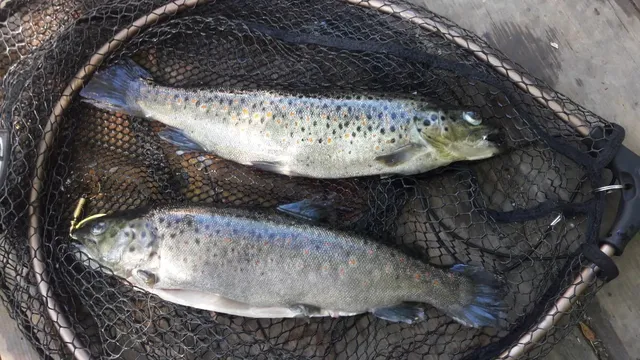 Zwei Forellen liegen in einem Fischernetz auf Holz.
