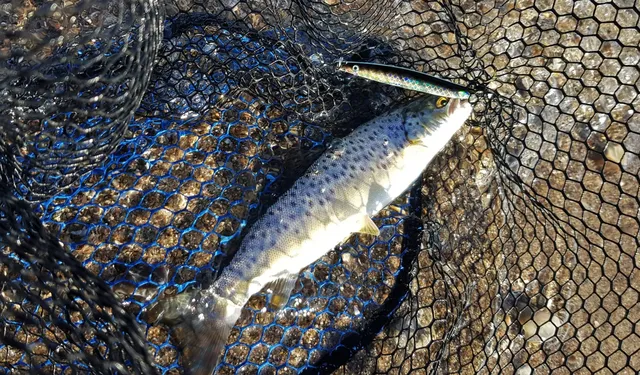 Ein gefangener Fisch liegt mit einem Köder im Maul in einem schwarzen Fangnetz.
