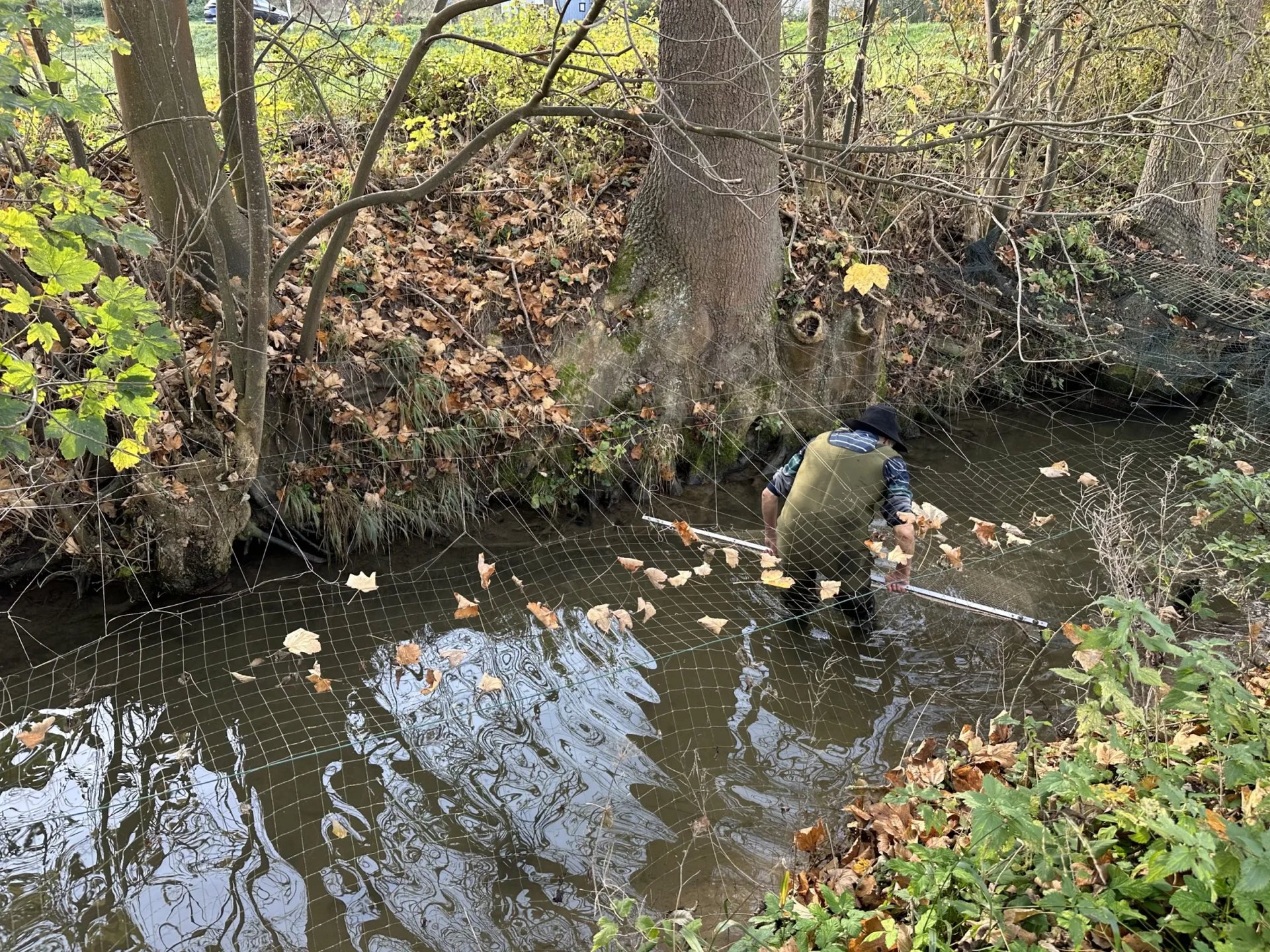 Eine Person steht mit Watthosen in einem Bach und arbeitet mit einem langen Netz im Wasser, umgeben von herbstlichem Laub und Bäumen.