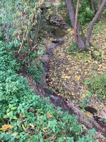 Ein kleiner Bach fließt durch ein bewaldetes Gebiet, umgeben von grüner Vegetation und herabgefallenen gelben Blättern.