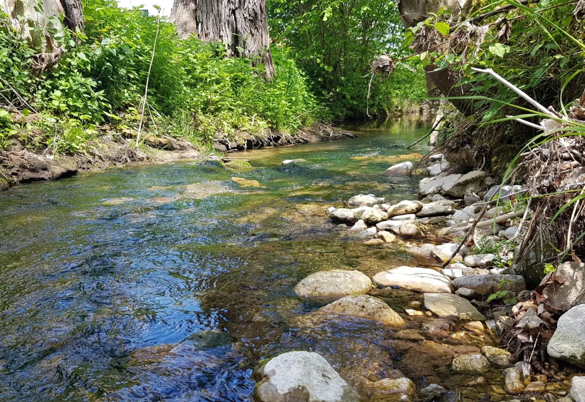 Kleiner Bach mit klarem Wasser, umgeben von grüner Vegetation und Steinen am Ufer.