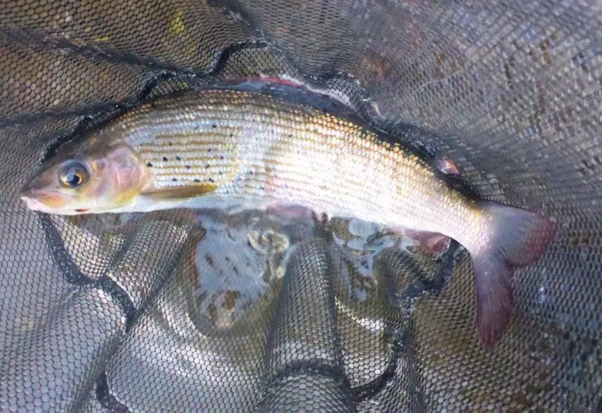 Ein Fisch liegt in einem Kescher.