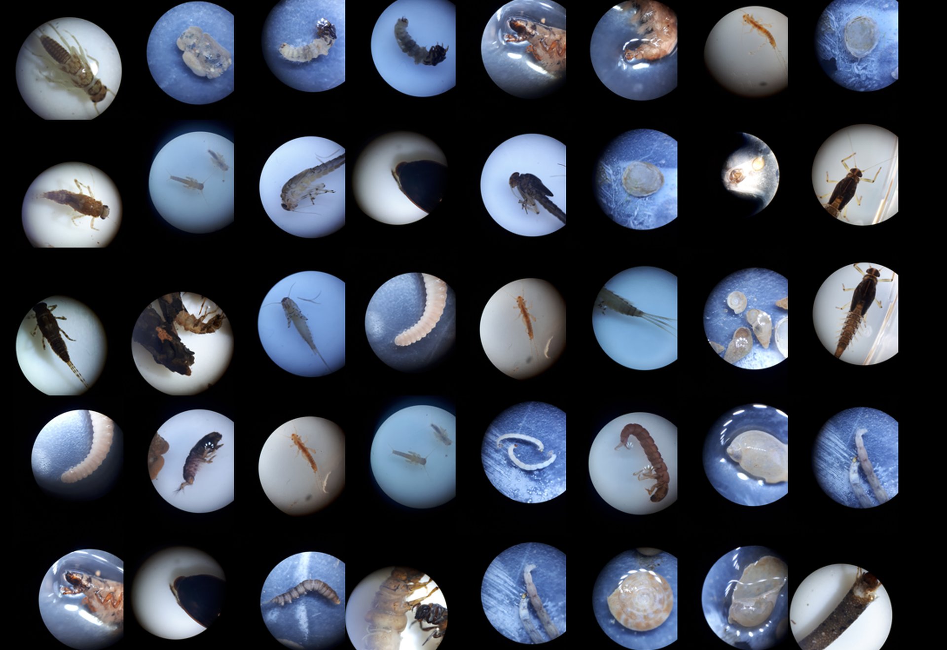 Verschiedene Insektenlarven und Kleintiere unter dem Mikroskop, angeordnet in einem Raster auf dunklem Hintergrund.