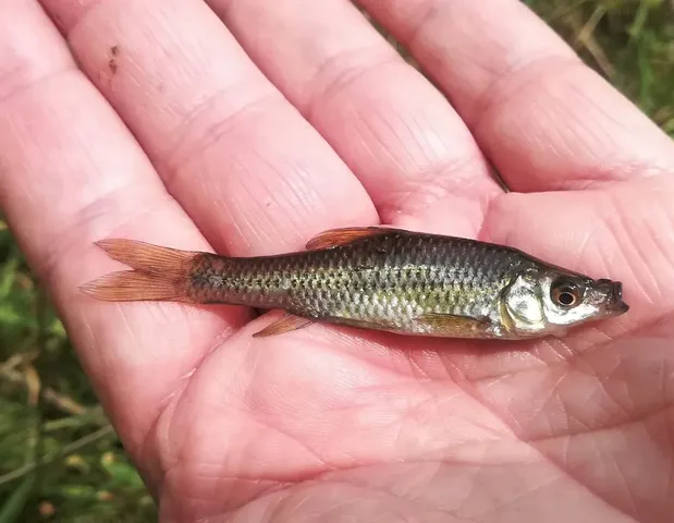 Eine kleine silberne Fisch liegt auf einer geöffneten Handfläche.