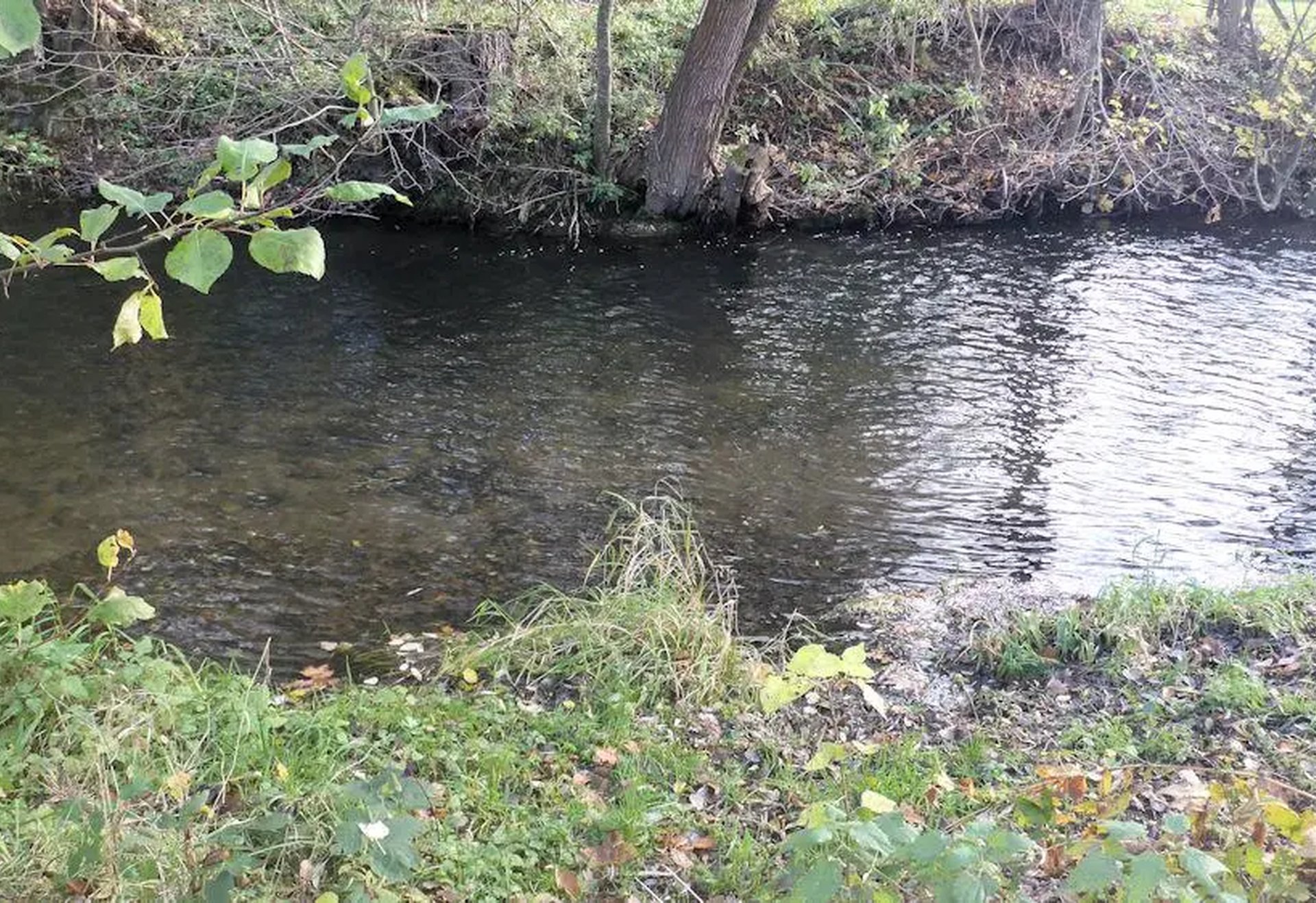Ein schmaler Fluss mit klarem Wasser fließt an einer begrünten Uferböschung entlang, im Hintergrund sind Bäume zu sehen.