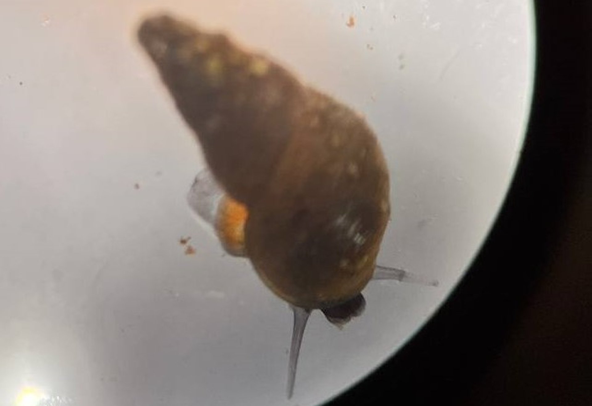 Eine kleine Schnecke mit spitzem Gehäuse unter einer Stereolupe.