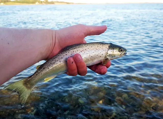 Eine Hand hält einen kleinen Fisch über klarem Wasser am Ufer.