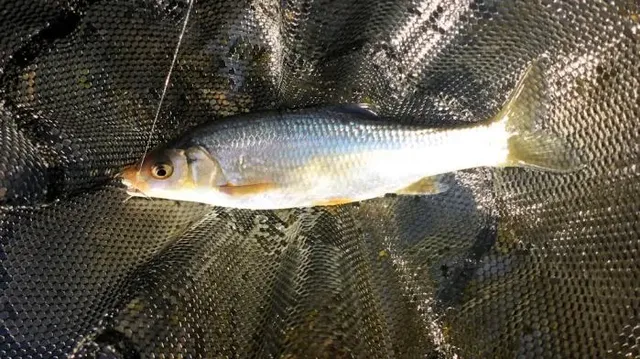 Ein silberner Fisch liegt in einem schwarzen Fangnetz.