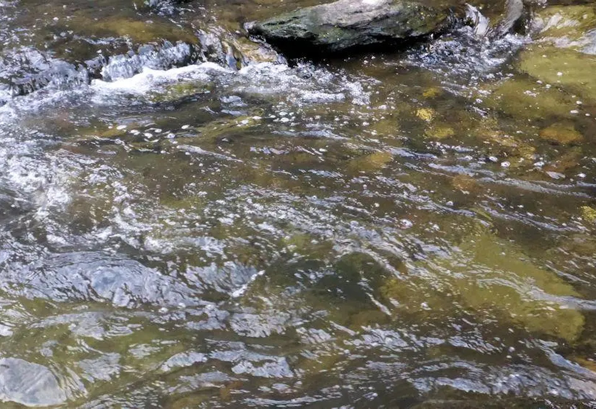 Klares, fließendes Wasser über Steinen im Bachbett.