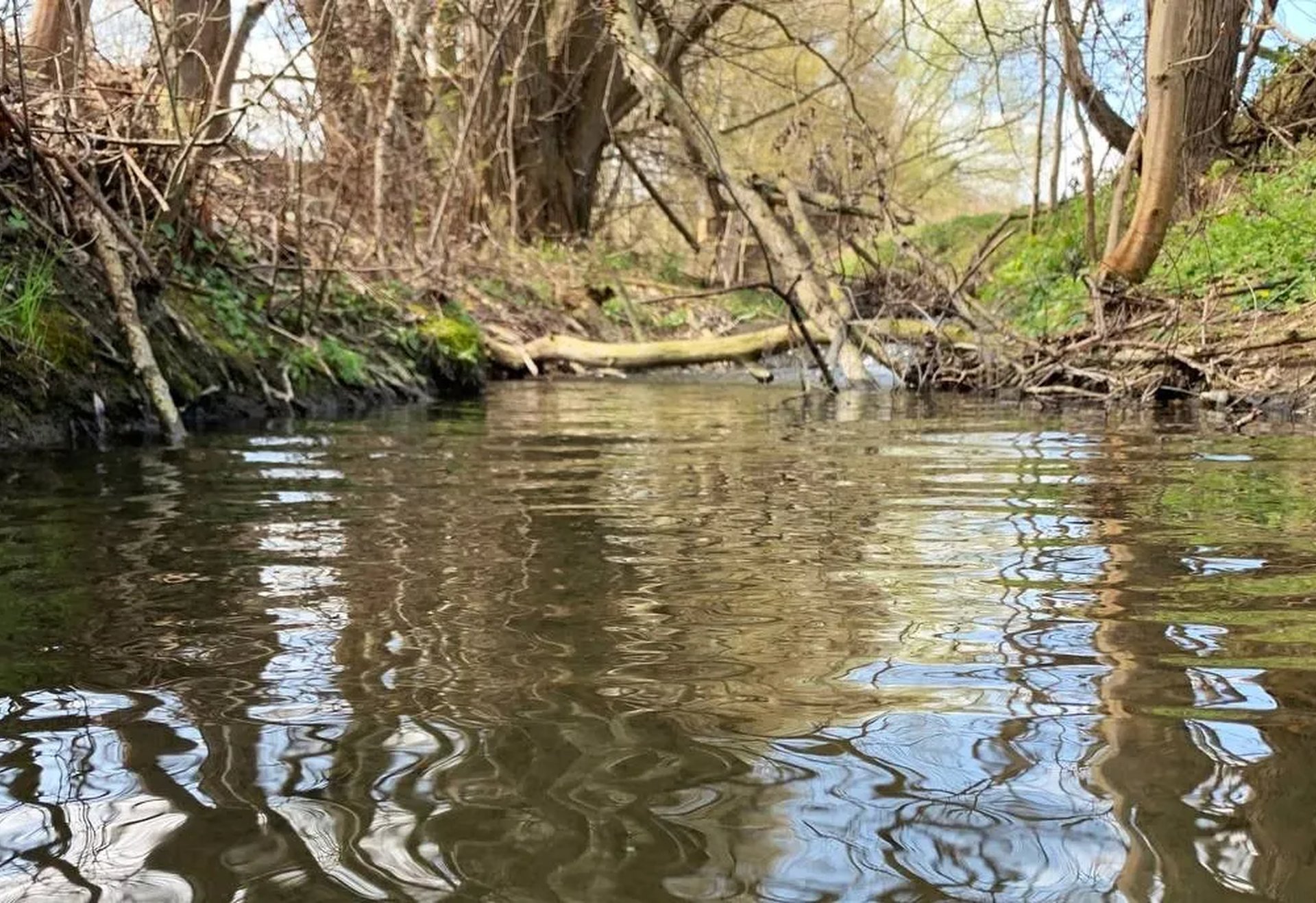 Flacher Bach mit klarem Wasser, umgeben von Bäumen und grüner Vegetation am Ufer.