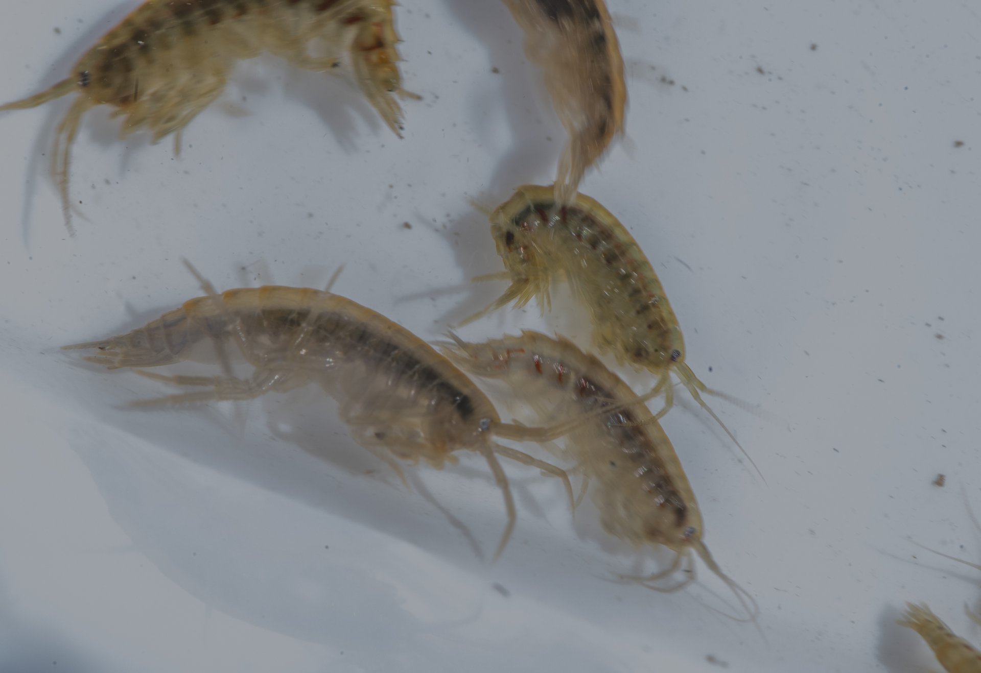 Mehrere Bachflohkrebse schwimmen im Wasser.