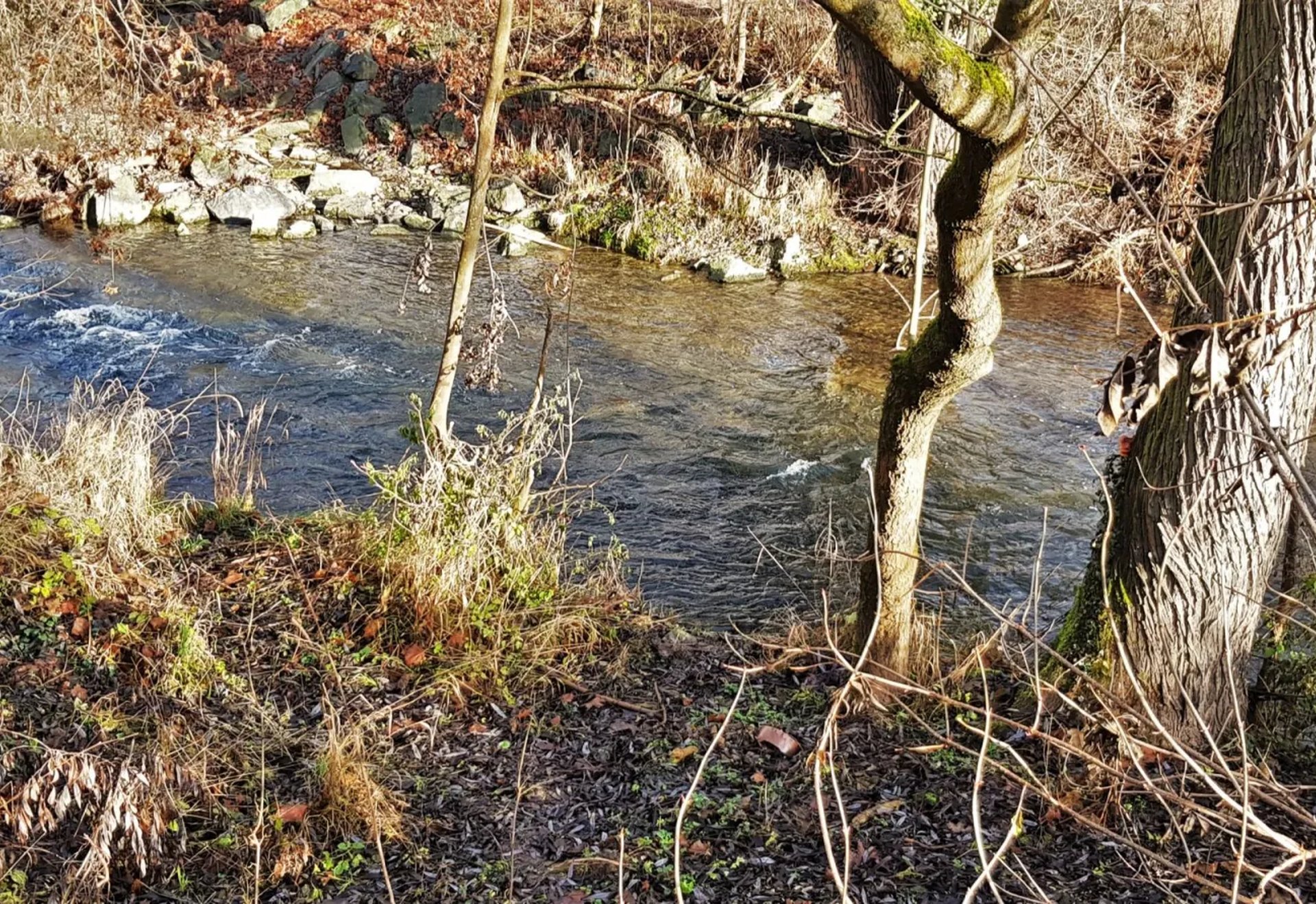 Ein Bach fließt durch eine bewachsene Uferlandschaft mit Bäumen und Gräsern im Sonnenlicht.