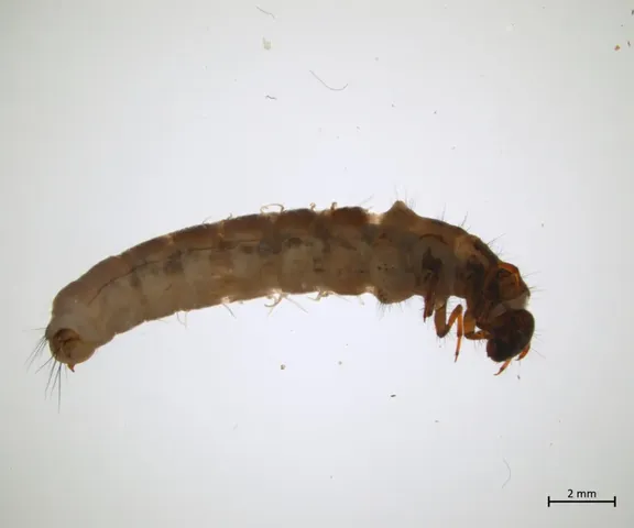 Eine mikroskopische Aufnahme einer hellbraunen Insektenlarve mit deutlich sichtbaren Borsten und Gliedmaßen vor weißem Hintergrund. Ein Maßstab unten rechts zeigt 2 mm an.