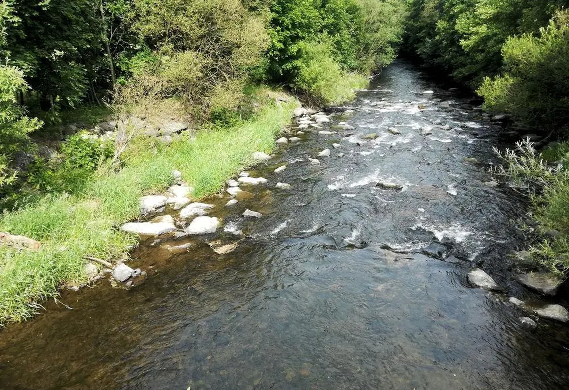 Ein schmaler Fluss fließt durch eine grüne, bewaldete Landschaft, mit Steinen im Wasser und dichter Vegetation am Ufer.