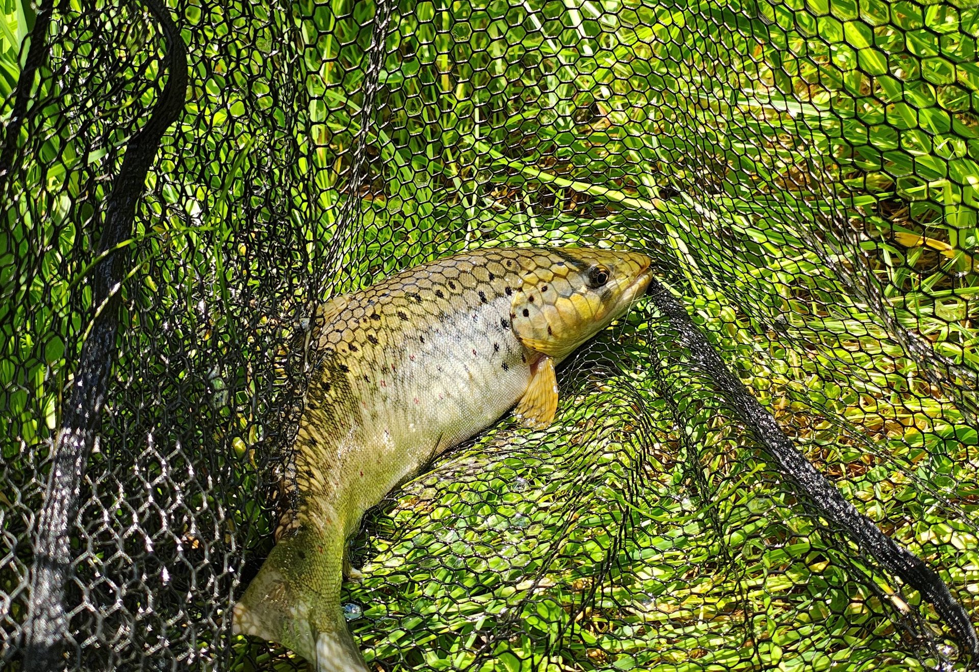 Ein Bachforelle liegt in einem Kescher auf grünem Gras.