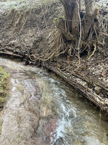 Ein kleiner Bach fließt an einem steilen, bewachsenen Ufer mit freiliegenden Baumwurzeln entlang.