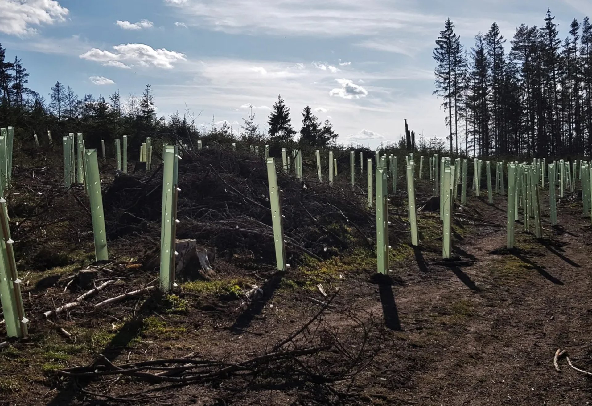 Junge Bäume, die in schützenden Plastikröhren auf einer Wiederaufforstungsfläche gepflanzt wurden.