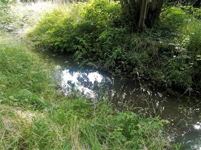 Ein kleiner Bach mit klarem Wasser, umgeben von dichtem grünen Gras und Sträuchern, im Sonnenlicht.