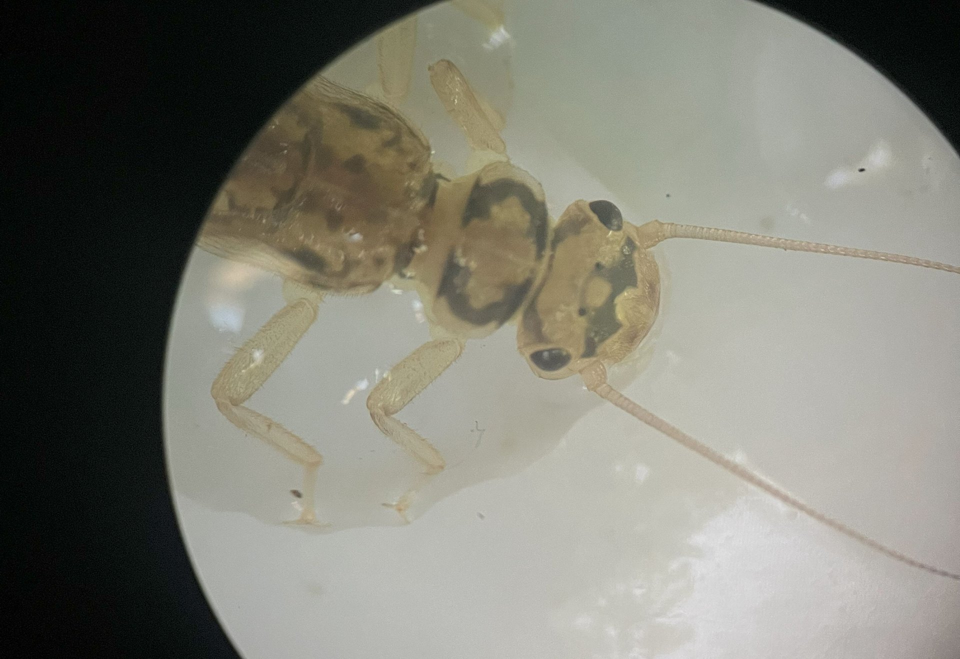 Eine Insektenlarve unter einem Mikroskop auf hellem Hintergrund.